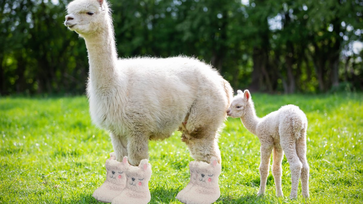 pantoffels alpaca