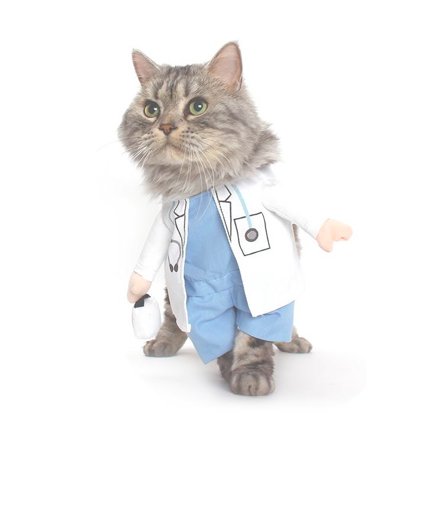 Moet Je Zien Deze Katten Gekleed In Halloween Kostuums Zijn