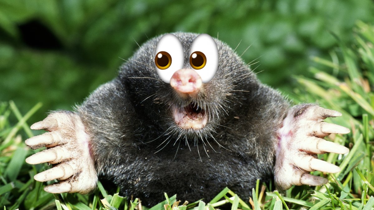 Wie is de Mol? hints